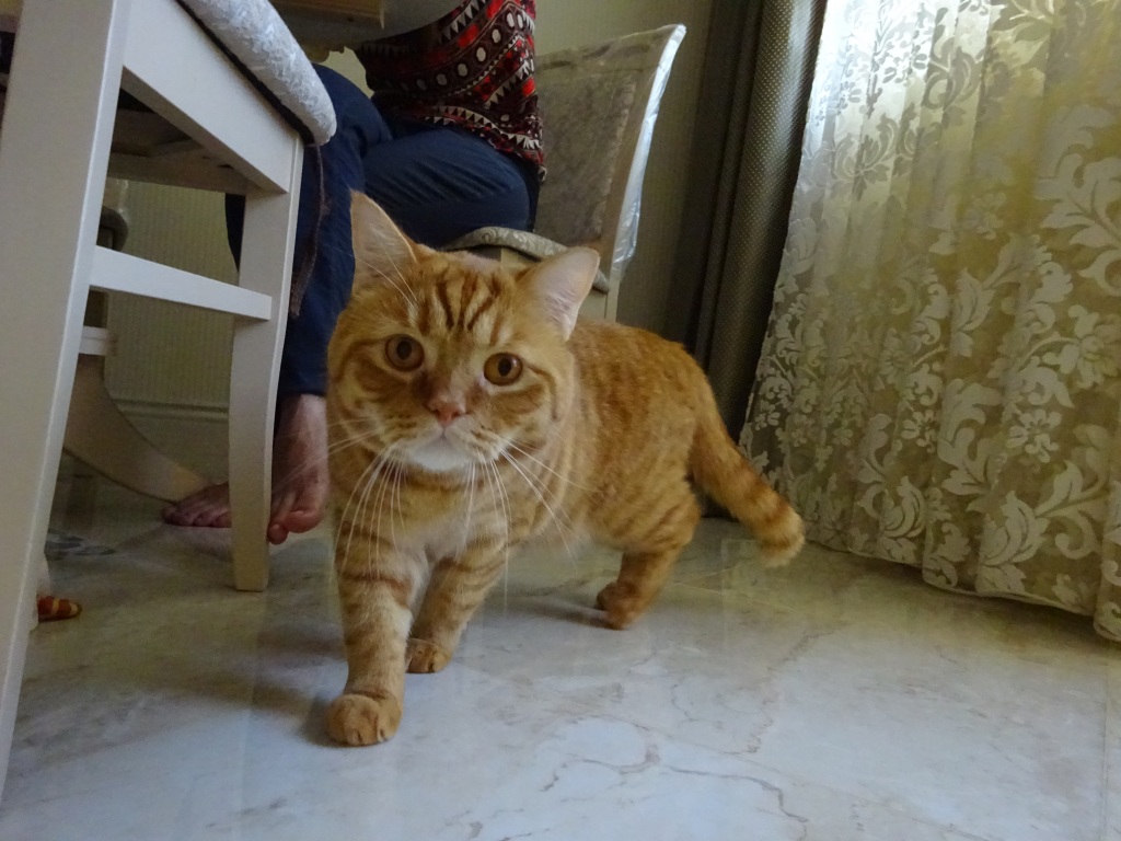 Katze in Odessa