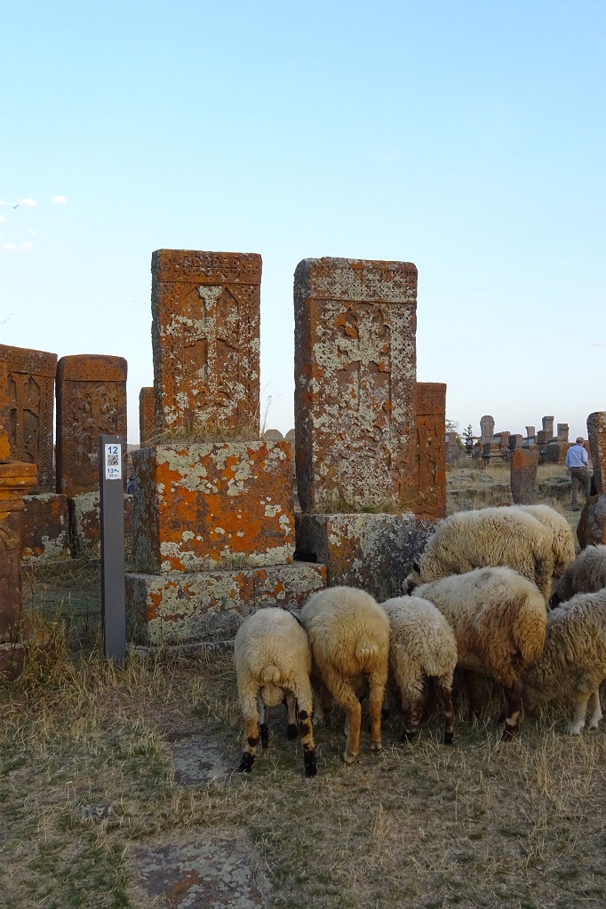 Schafe auf dem Noratus Friedhof