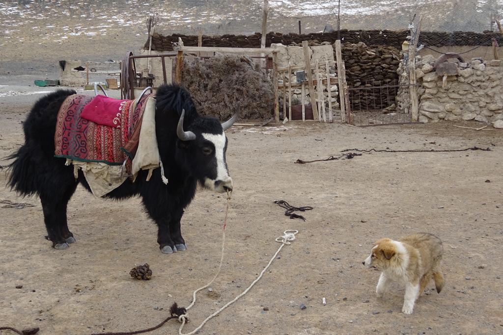 Yak und Hund in Kampfeslaune