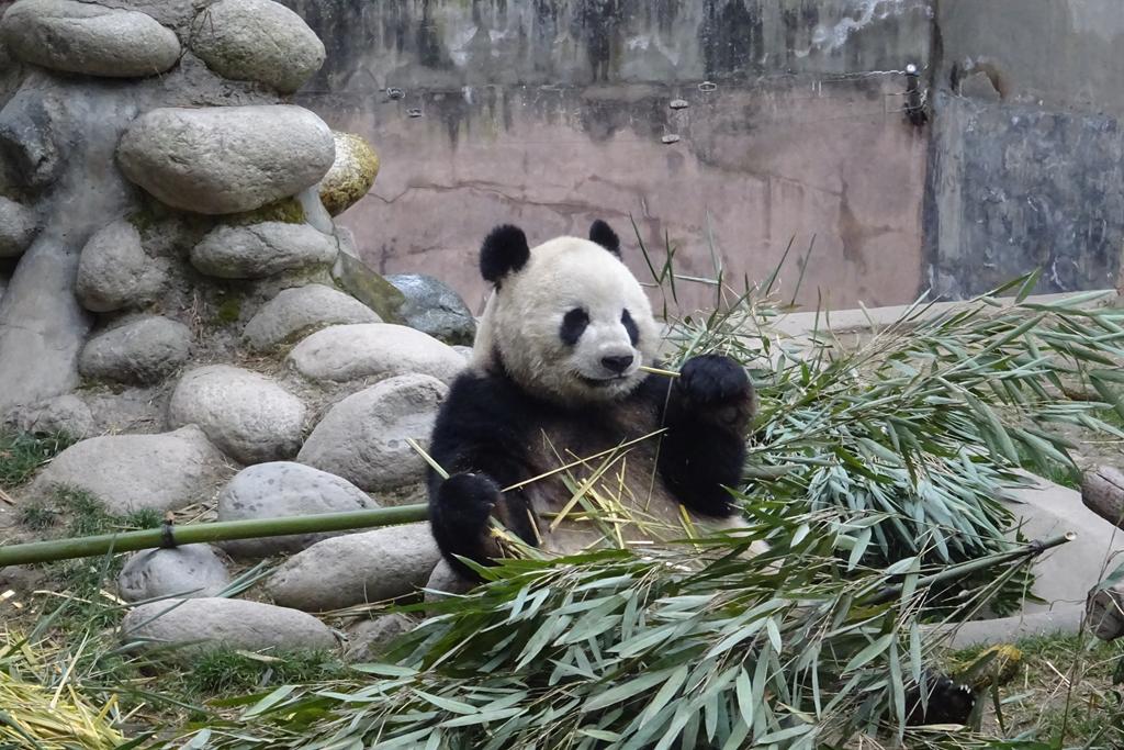 Panda beim Fressen