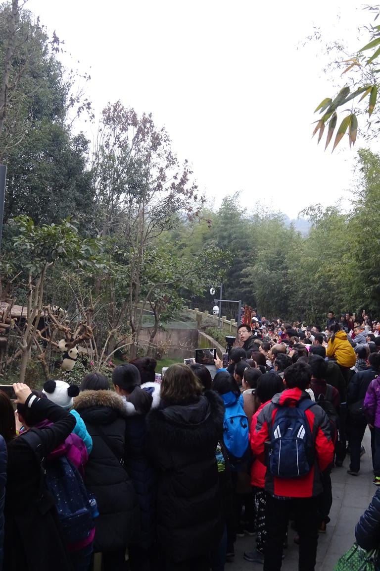 Massentourismus bei den Pandas