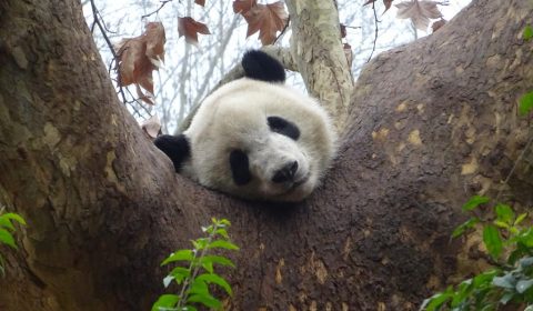 Panda beim Schlafen