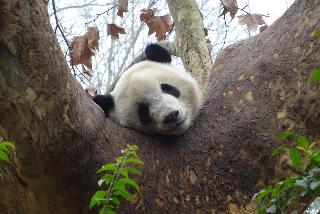 Panda beim Schlafen