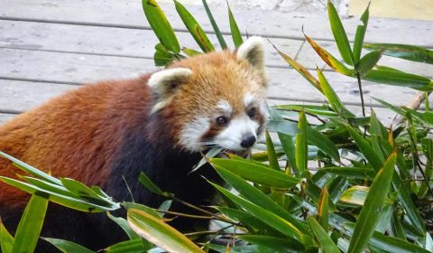 Roter Panda beim Fressen