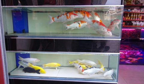 Fische in Kunming
