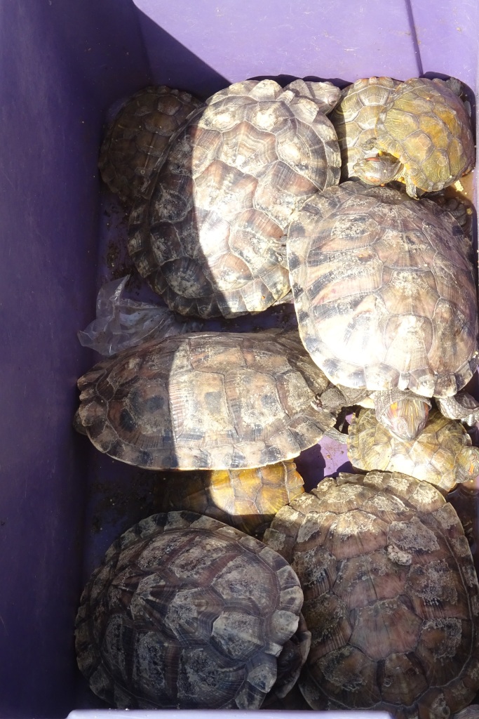 Schildkröten auf dem Markt in Kunming