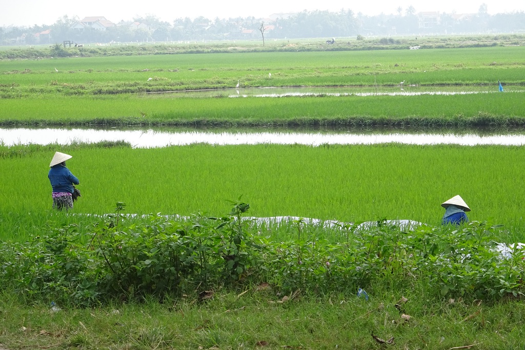 Grüne Reisfelder bei Hoi An