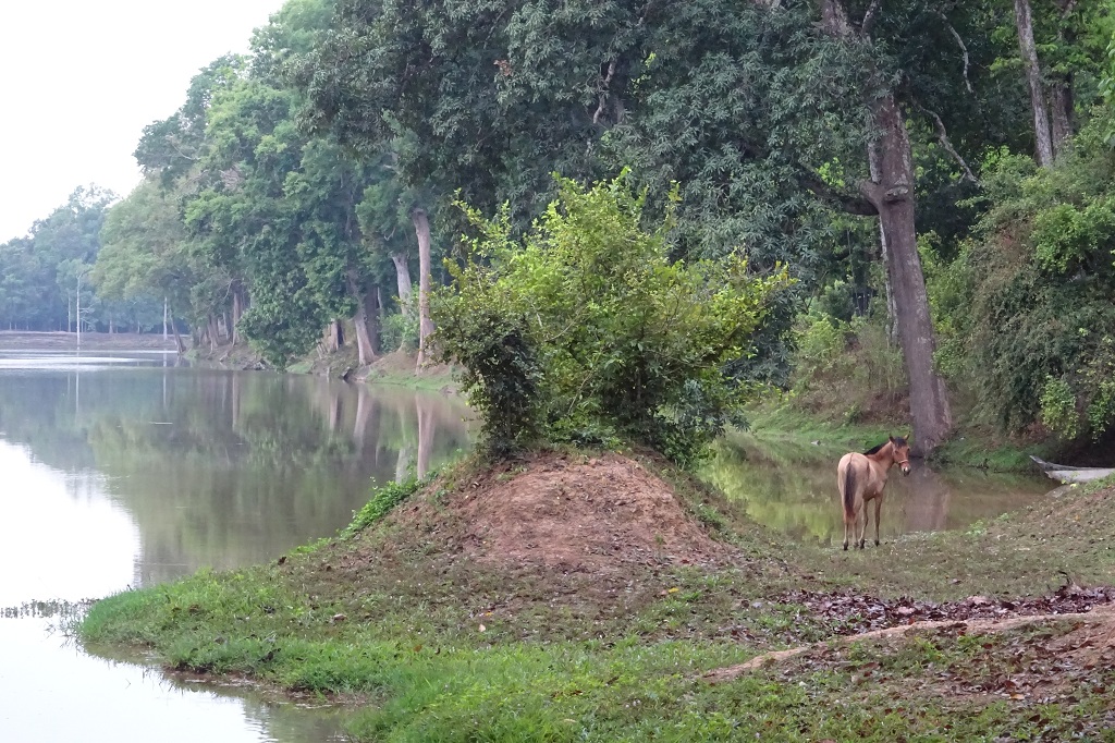 See im Angkor Park