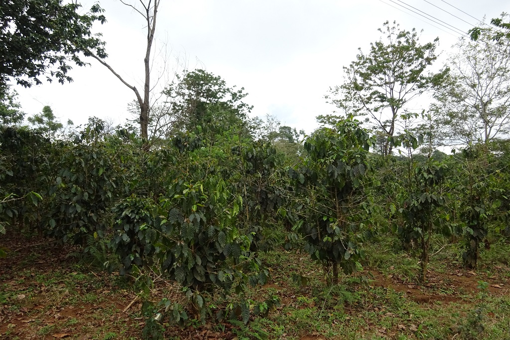 Kaffepflanzen im Bolaven Plateau
