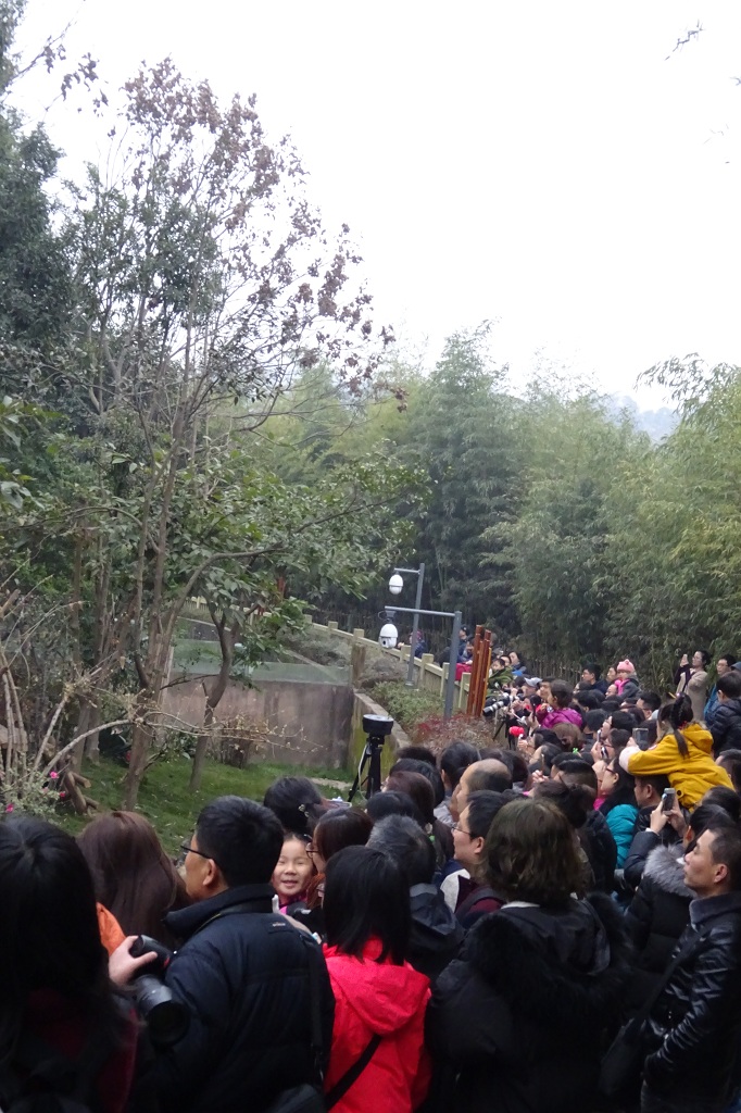Massentourismus in der Pandastation